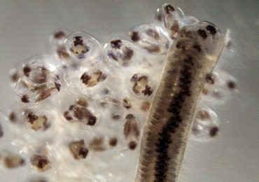 Los desafíos de la salmonicultura chilena para el control del Caligus