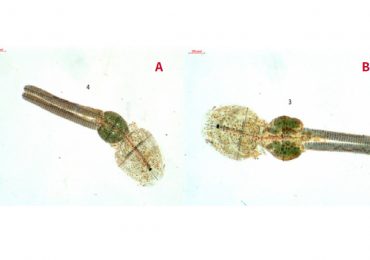 Efecto preventivo de aditivo fitogénico frente a la infestación con Caligus rogercresseyi en trucha arcoíris